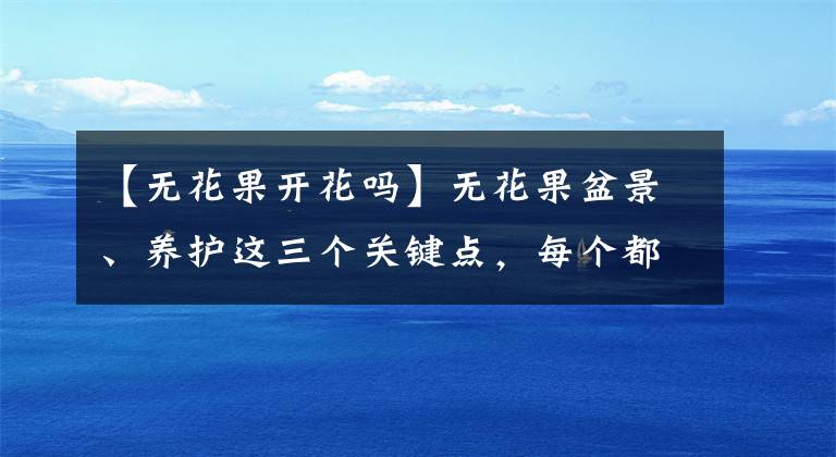 【无花果开花吗】无花果盆景、养护这三个关键点，每个都在枝头开花，又大又甜文章配图