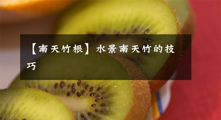 【南天竹根】水景南天竹的技巧文章配图
