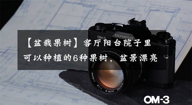 【盆栽果树】客厅阳台院子里可以种植的6种果树，盆景漂亮，是可食用的一举两得文章配图