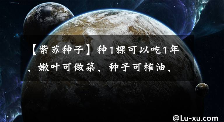 【紫苏种子】种1棵可以吃1年，嫩叶可做菜，种子可榨油，还是古人的天然防腐剂