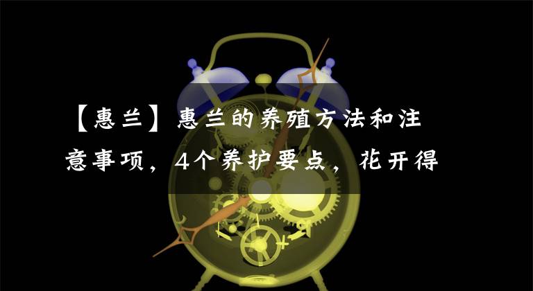 【惠兰】惠兰的养殖方法和注意事项，4个养护要点，花开得越多，味道越香文章配图