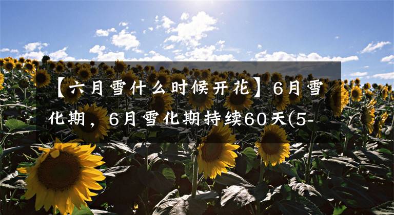 【六月雪什么时候开花】6月雪化期，6月雪化期持续60天(5-7月)文章配图