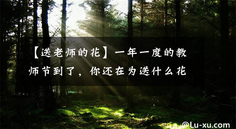 【送老师的花】一年一度的教师节到了，你还在为送什么花而苦恼吗？文章配图