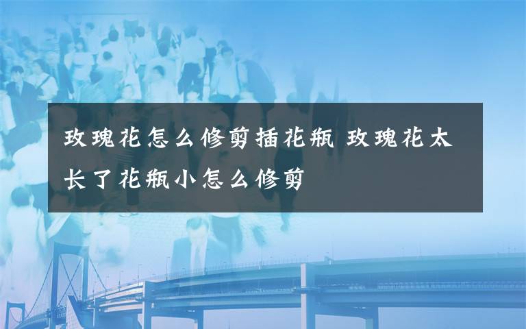 玫瑰花怎么修剪插花瓶 玫瑰花太长了花瓶小怎么修剪