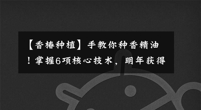 【香椿种植】手教你种香精油！掌握6项核心技术，明年获得大丰收文章配图