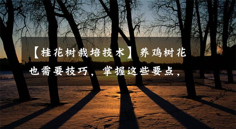【桂花树栽培技术】养鸡树花也需要技巧，掌握这些要点，才能四季翠绿，花香四溢。文章配图