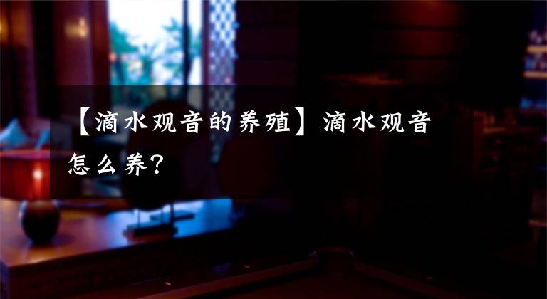 【滴水观音的养殖】滴水观音怎么养？