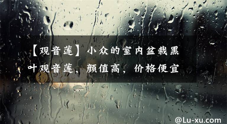 【观音莲】小众的室内盆栽黑叶观音莲，颜值高，价格便宜，为啥容易黄叶？