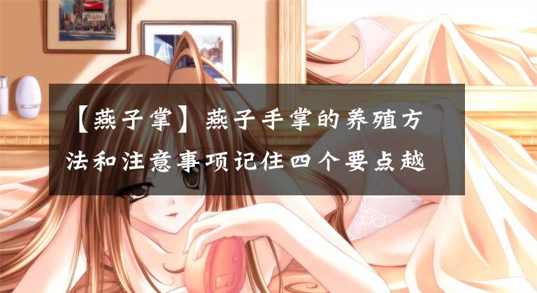 【燕子掌】燕子手掌的养殖方法和注意事项记住四个要点越长越轻文章配图
