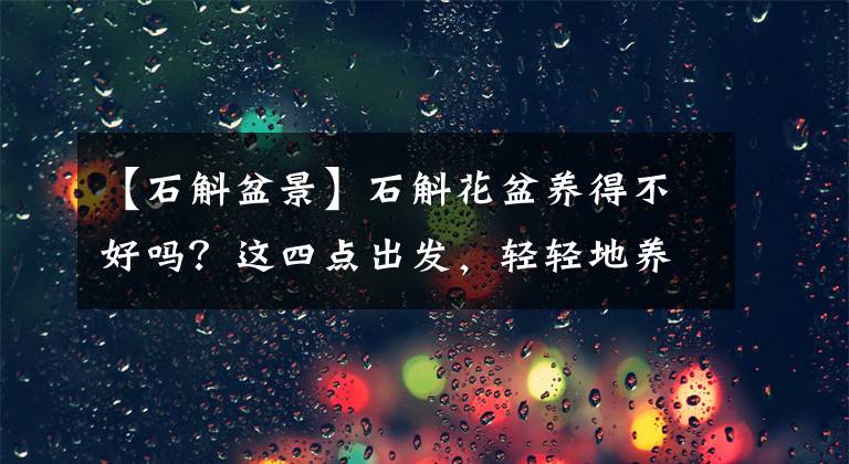【石斛盆景】石斛花盆养得不好吗？这四点出发，轻轻地养花文章配图