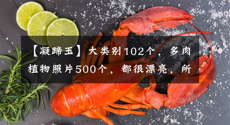 【凝蹄玉】大类别102个，多肉植物照片500个，都很漂亮，所以家里最好也养一盆。文章配图