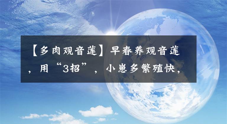 【多肉观音莲】早春养观音莲，用“3招”，小崽多繁殖快，更旺盛，叶色漂亮