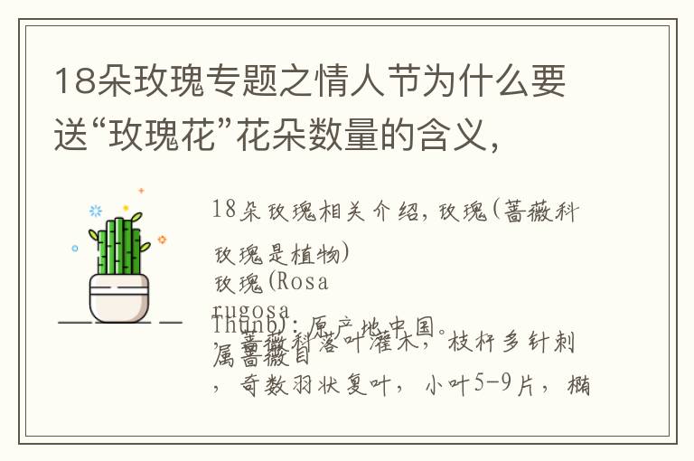 18朵玫瑰专题之情人节为什么要送“玫瑰花”花朵数量的含义，关于玫瑰你知道多少文章配图