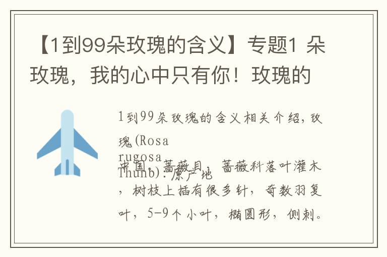 【1到99朵玫瑰的含义】专题1 朵玫瑰，我的心中只有你！玫瑰的花语你都知道吗？文章配图