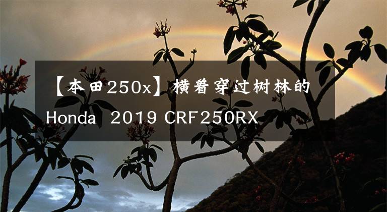 【本田250x】横着穿过树林的Honda  2019 CRF250RX文章配图