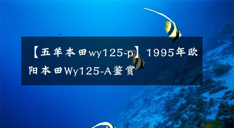 【五羊本田wy125-p】1995年欧阳本田Wy125-A鉴赏文章配图