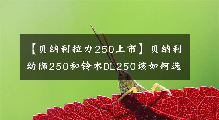 【贝纳利拉力250上市】贝纳利幼狮250和铃木DL250该如何选择？网民：喜欢聚在一起的话，请选择