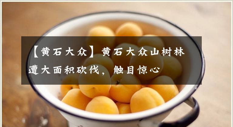 【黄石大众】黄石大众山树林遭大面积砍伐，触目惊心文章配图
