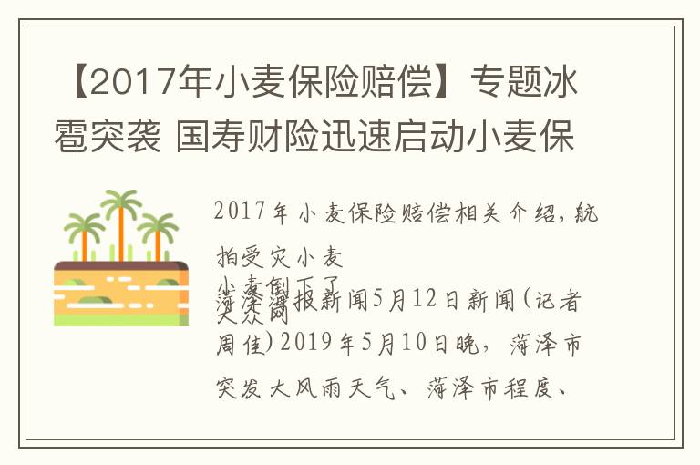 【2017年小麦保险赔偿】专题冰雹突袭 国寿财险迅速启动小麦保险理赔服务