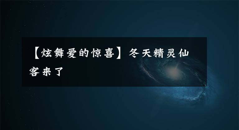 【炫舞爱的惊喜】冬天精灵仙客来了文章配图