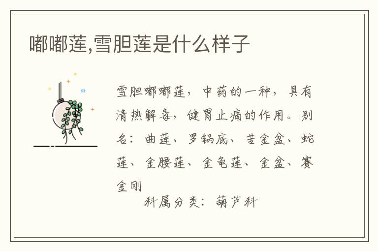 嘟嘟莲,雪胆莲是什么样子文章配图