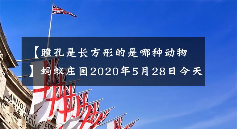 【瞳孔是长方形的是哪种动物】蚂蚁庄园2020年5月28日今天回答的动物瞳孔是长方形的