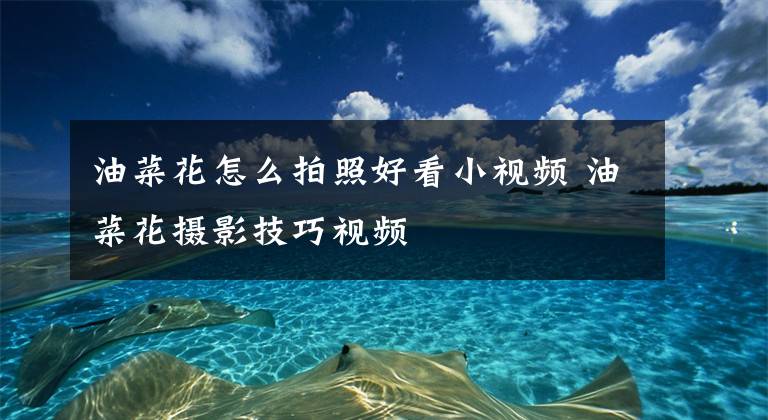 油菜花怎么拍照好看小视频 油菜花摄影技巧视频