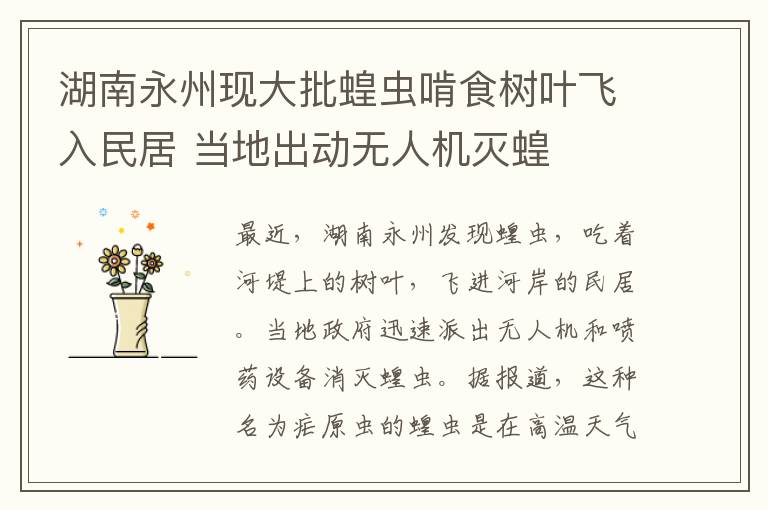 湖南永州现大批蝗虫啃食树叶飞入民居 当地出动无人机灭蝗文章配图