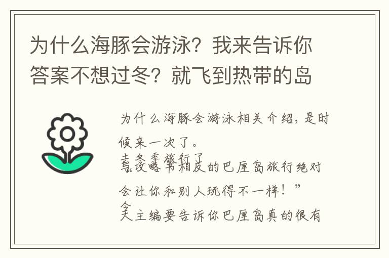 为什么海豚会游泳？我来告诉你答案不想过冬？就飞到热带的岛屿和海豚一起游泳吧