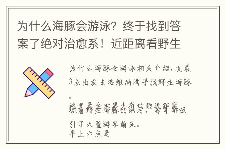 为什么海豚会游泳？终于找到答案了绝对治愈系！近距离看野生海豚自由自在游泳，半宿不睡也很值