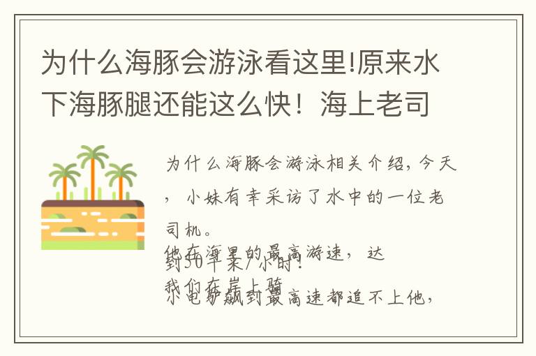 为什么海豚会游泳看这里!原来水下海豚腿还能这么快！海上老司机独家专访