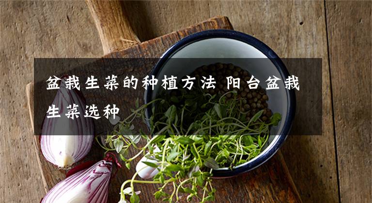 盆栽生菜的种植方法 阳台盆栽生菜选种