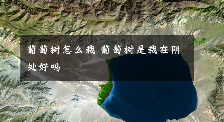 葡萄树怎么栽 葡萄树是栽在阴处好吗文章配图