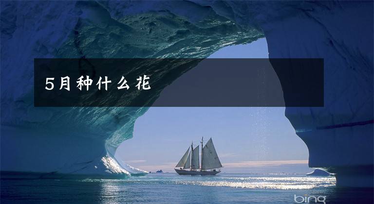 5月种什么花