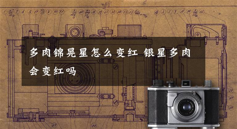 多肉锦晃星怎么变红 银星多肉会变红吗文章配图