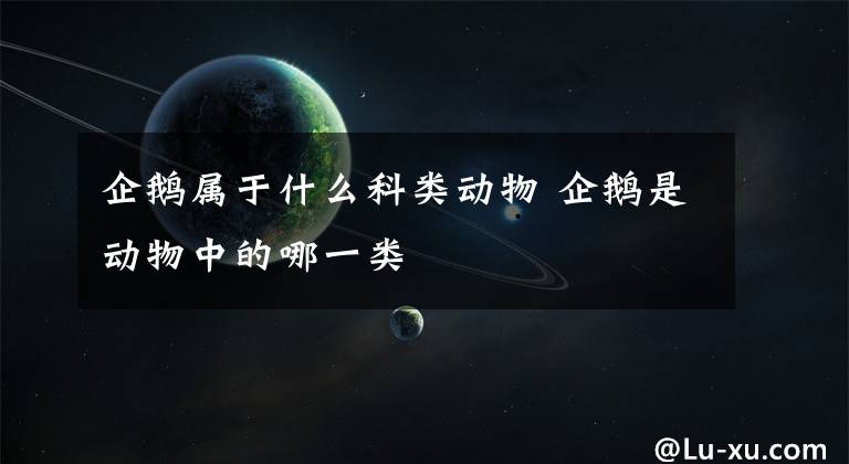 企鹅属于什么科类动物 企鹅是动物中的哪一类文章配图