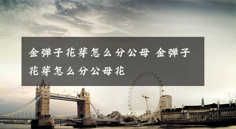 金弹子花芽怎么分公母 金弹子花芽怎么分公母花文章配图