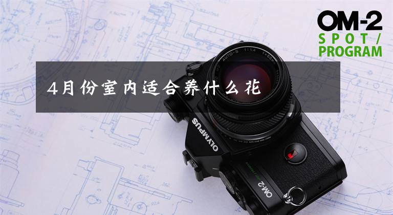 4月份室内适合养什么花