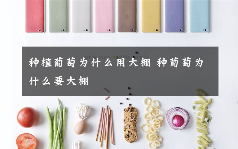 种植葡萄为什么用大棚 种葡萄为什么要大棚文章配图