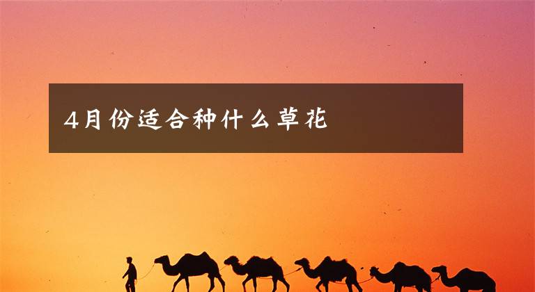 4月份适合种什么草花