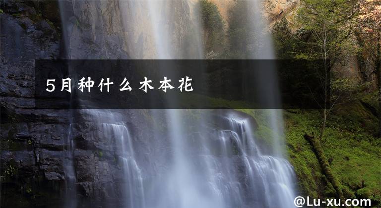 5月种什么木本花