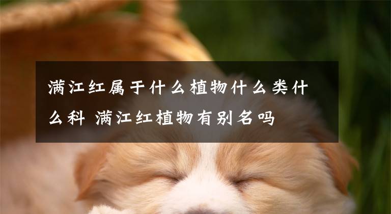 满江红属于什么植物什么类什么科 满江红植物有别名吗文章配图