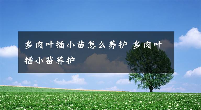 多肉叶插小苗怎么养护 多肉叶插小苗养护文章配图