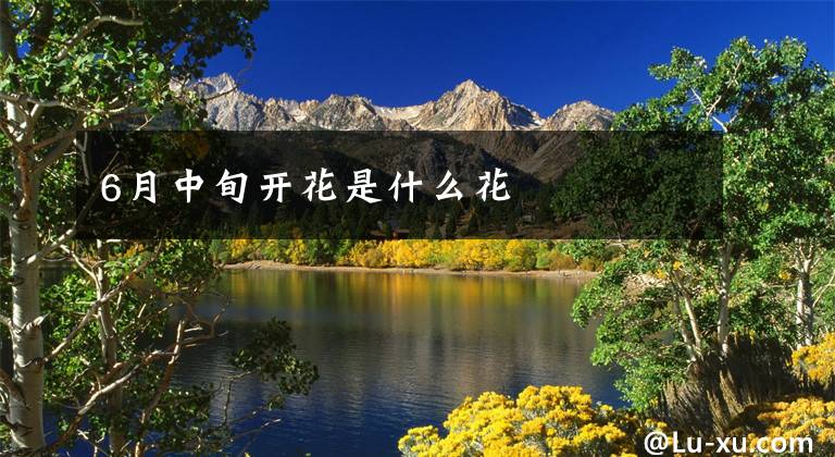 6月中旬开花是什么花