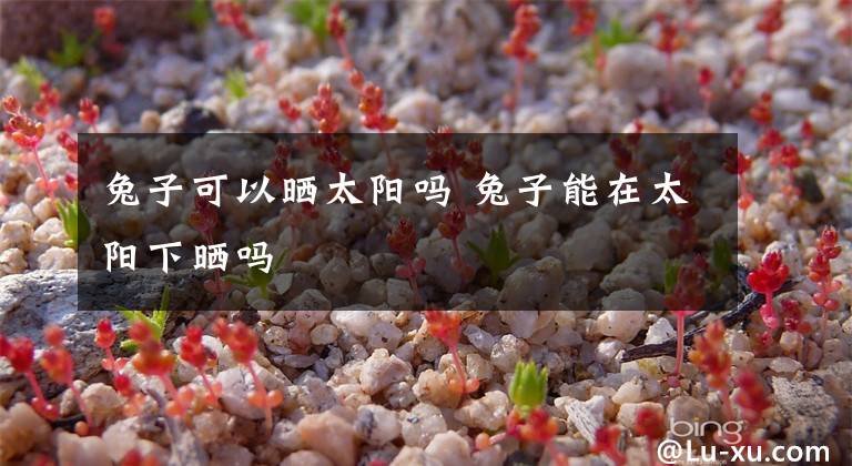 兔子可以晒太阳吗 兔子能在太阳下晒吗文章配图