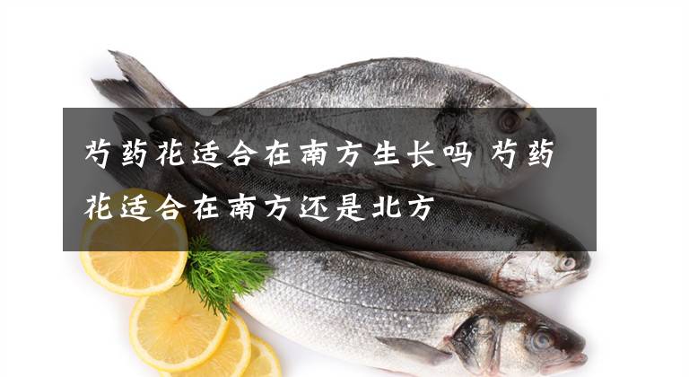 芍药花适合在南方生长吗 芍药花适合在南方还是北方文章配图