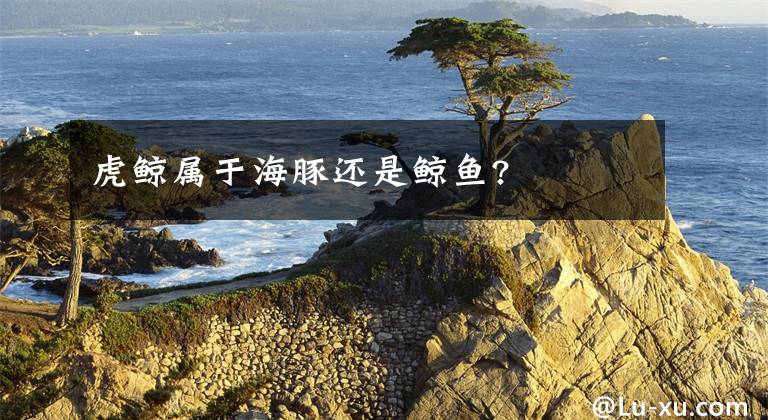 虎鲸属于海豚还是鲸鱼?文章配图