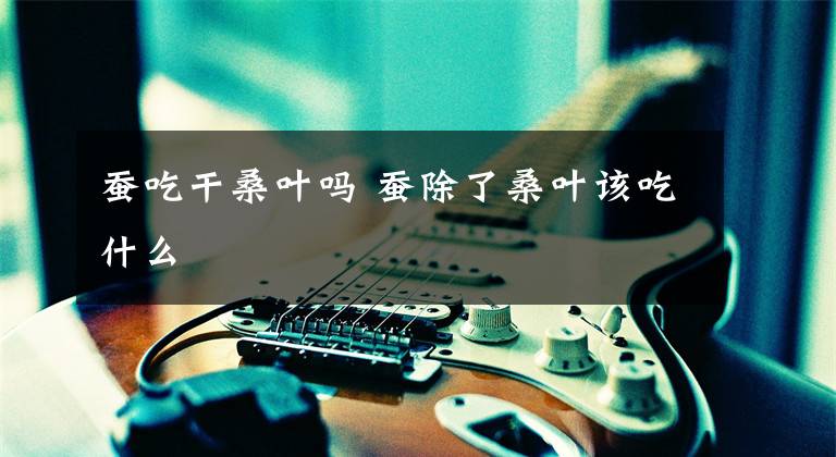 蚕吃干桑叶吗 蚕除了桑叶该吃什么文章配图