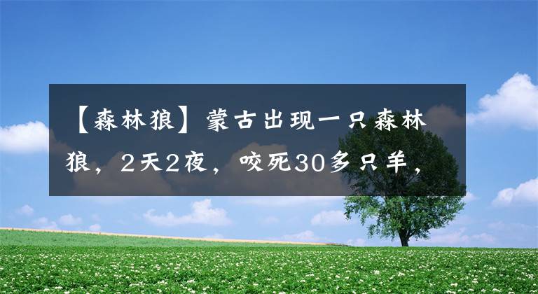 【森林狼】蒙古出现一只森林狼，2天2夜，咬死30多只羊，咬伤2只牧羊犬文章配图