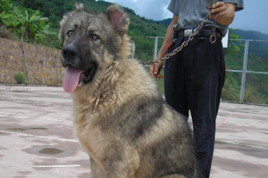 高加索怎么训练才听话，教你驯服高加索犬的四种方法 高加索犬气质